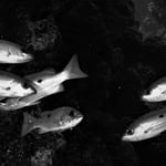 Black and White, Egypt 