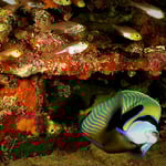 Kaiserfisch am Wrack, 2022