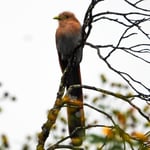 Eichhörnchenkuckuck, Rincon de la Vieja, Costa Rica