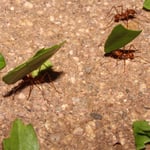 Blattschneiderameisen, Costa Rica 