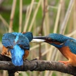 ...das Brautgeschenk 