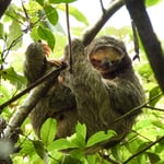 3-Zehenfaultier, Costa Rica 