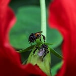 Minibienchen in einer Hibiscusblüte, Costa Rica 