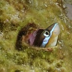 Säbelzahnschleimfisch, 06/22