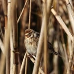 Rohrammer, Stille Reuss