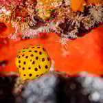 ...so sieht er von vorne aus...Foto ist aber nicht von mir 