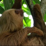 2-Zehenfaultier, Costa Rica 