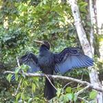 Schlangenhalsvogel, Tortugero, Costa Rica