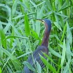 Grünreiher, Tortugero, Costa Rica
