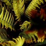 Shrimp im Federstern