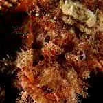 Scorpionfish