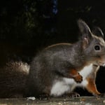 ...wo ist die Nuss, Arosa 