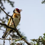 Der Stieglitz oder Distelfink ist soooo flink