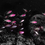 Pretty in Pink, 06/22