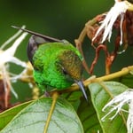 Kolibri, Hängebrücken, Costa Rica 
