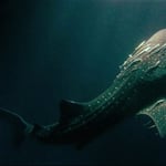 Wahlhai, Foto von Maximilian, 2022