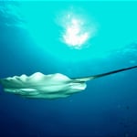 Stingray im "Flug", 2022