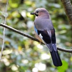 Junger Eichelhäher im Hardwald 