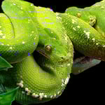 zwei grüne Baumpythons