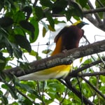 Paradiesvogel Herr am Balzen, Kaiman Indonesien