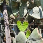 Ein Herz am Weg :), Mallorca 