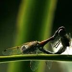 Weidelibellen bei der Paarung, Eigental