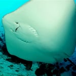 Stachelrochen, Smiley, 2022