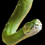 grüne Baumpython, bei Marianne und Armin 