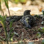 ..der junge Buchfink wartet Geduldig auf Futter 