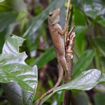Anolis, Costa Rica 