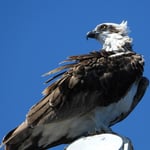 Junger Seeadler auf dem Schiffsmast der Amira, Indonesien 