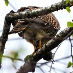 Turmfalke mit Maus im Neeracher Ried