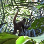 Klammeraffen, Gandoca Costa Rica 