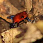 "Jeans-Fröschli" oder Erbeer-Frosch, Costa Rica 