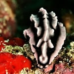 Warzenschnecke, 2022