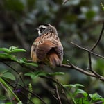 Rotschwanzammer, Costa Rica 