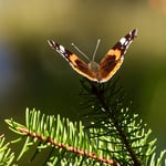 ....ich liebe es, Schönheiten zu entdecken