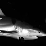 Riffhai mit Fischerhaken :(, Malediven 2022