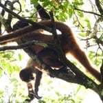 Klammeraffe mit Jungtier, Tortugero, Costa Rica 