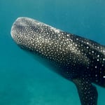 Whaleshark
