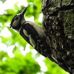Buntspecht bei der Fütterung der Jungen, Hönggerwald 