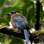 Motmot, Monteverde, Costa Rica 