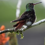 Kolibri im Lodgegarten, Costa Rica