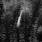 Shrimp im Federstern