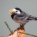 ..sie nimmt den Schnabel ganz schön voll....