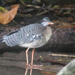 Mangrovenreiher, Costa Rica 