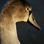 Jungschwan, Döttinger Stausee