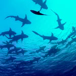 Nursesharksoup, 2022