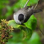 Mönchsgrasmücke, Flachsee