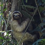 2-Zehenfaultier beim Pool, Costa Rica 